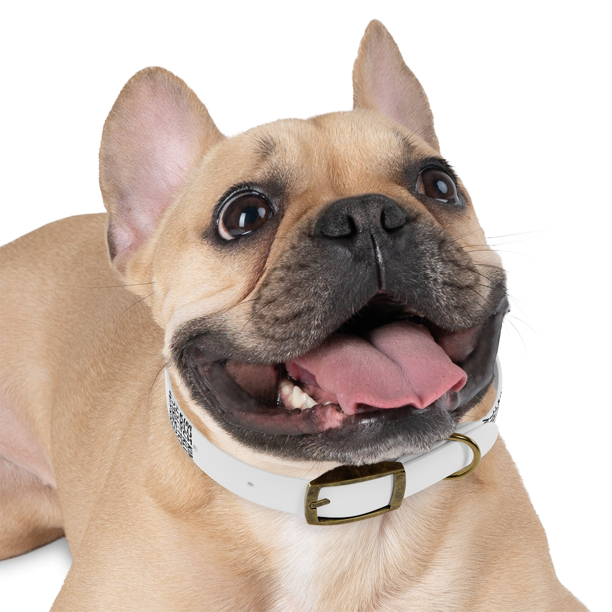 Kim Klutch Designer Dog Collar